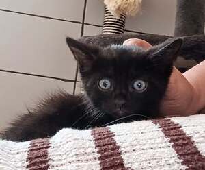 Adopter Kansas