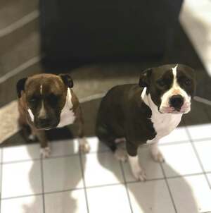 Adopter Thya et Stella