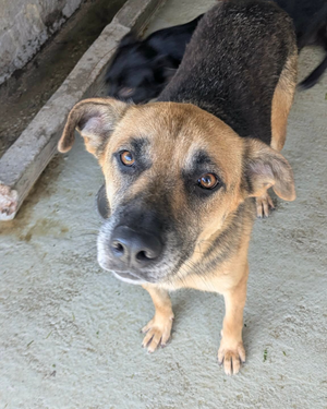 Adopter Paprika