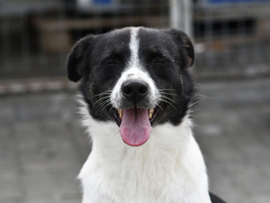 Adopter Hope