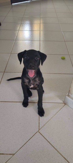 Adopter Baila