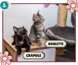 Adopter Boulette et Crapule