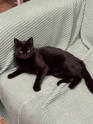 Adopter Tiffany