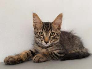 Adopter BALISTO