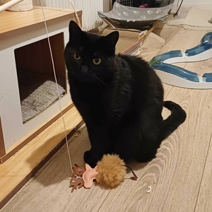 Adopter Mysticat