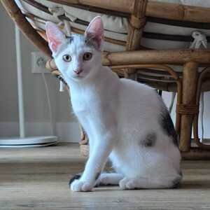 Adopter Undra