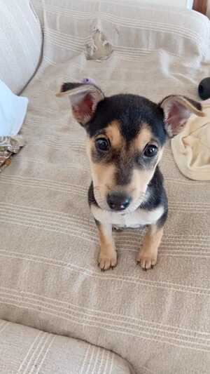 Adopter Nuts