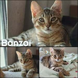 Adopter BANZAI