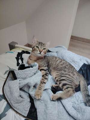 Adopter KREMA