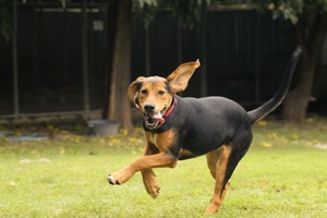 Adopter Louna