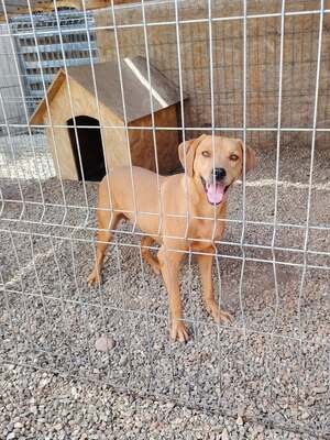Adopter Pearl