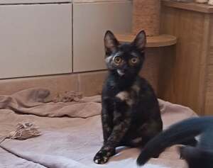 Adopter Ecaille