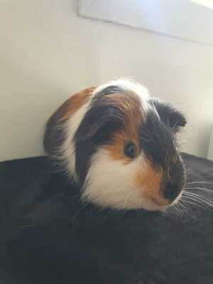 Adopter Neun