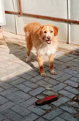 Adopter Alto
