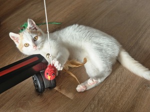 Adopter Houmous