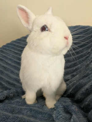 Adopter Max
