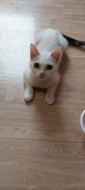Adopter Milka