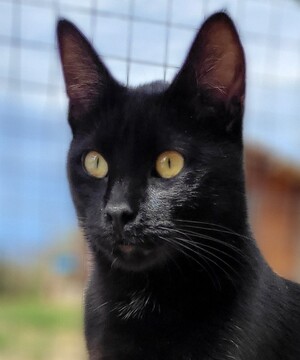Adopter Arte