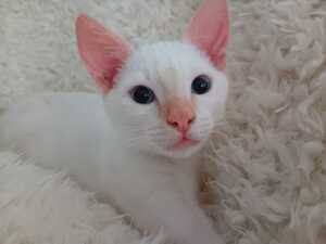 Adopter Rio