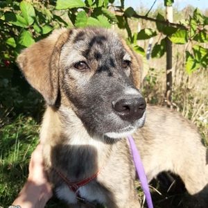 Adopter Ulfi