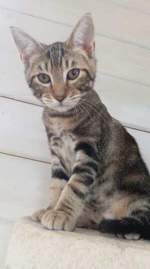 Adopter SMOOTHIE