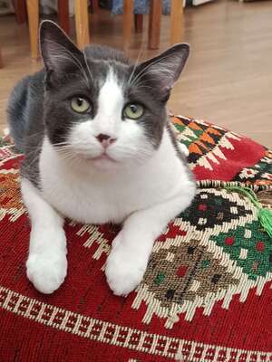 Adopter Truffe