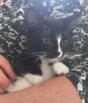 Adopter Bijou