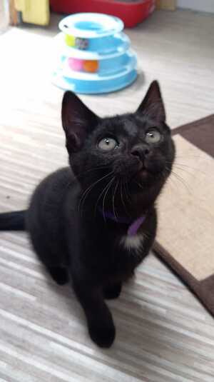 Adopter BABETH