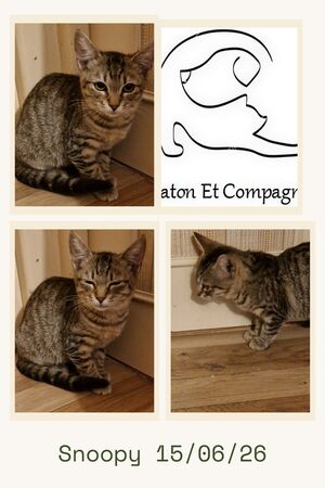 Adopter Snoopy