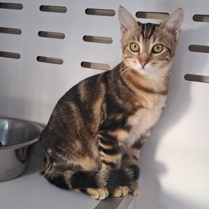 Adopter Brak
