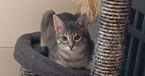 Adopter Monty