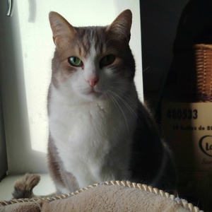 Adopter Velour