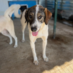 Adopter Lila