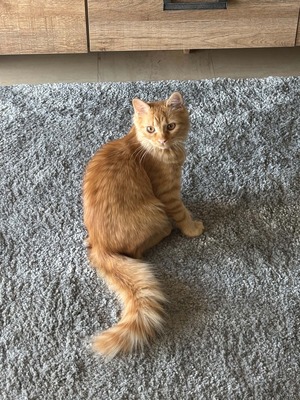 Adopter Plume