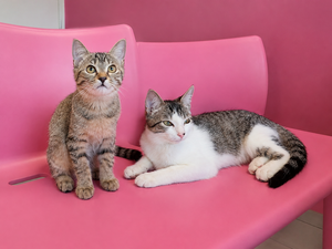 Adopter KAYA ET EMORY