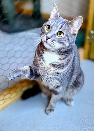 Adopter Aïko