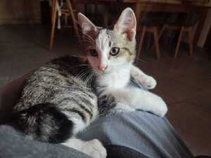 Adopter Bentley
