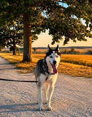 Adopter Milo