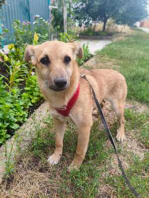 Adopter MANIA, de Ukraine!