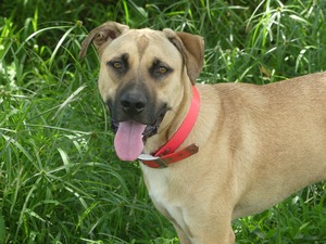 Adopter Zam