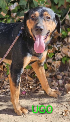 Adopter Ugo