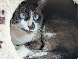 Adopter Aime