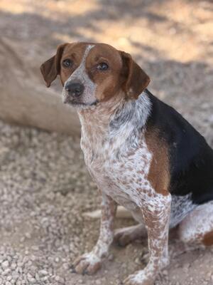 Adopter Alison