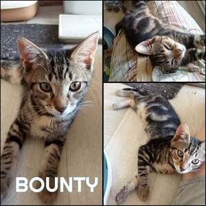 Adopter BOUNTY