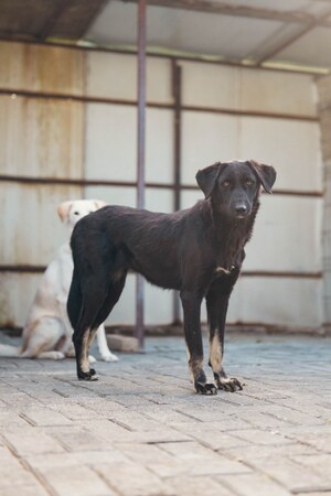 Adopter Tessie