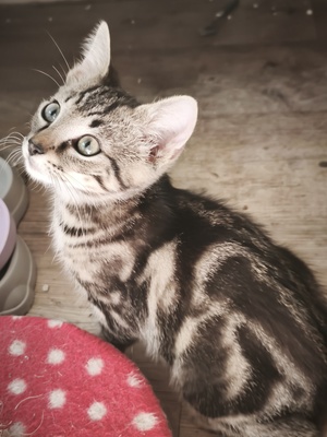Adopter Jalapeno