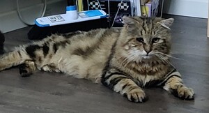 Adopter Poupoune