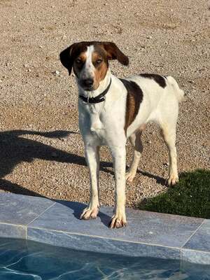 Adopter Mansha