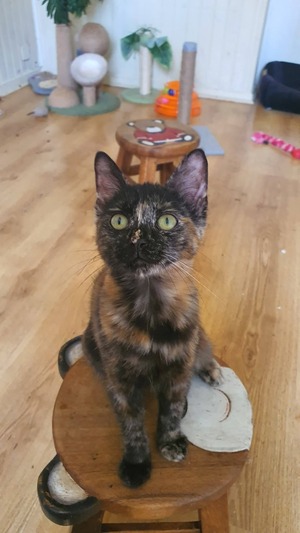 Adopter Havana