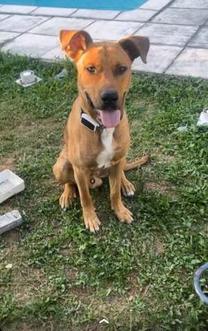 Adopter Scoobydoo